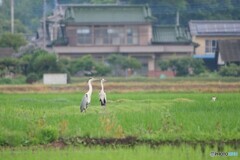 サギのいる風景