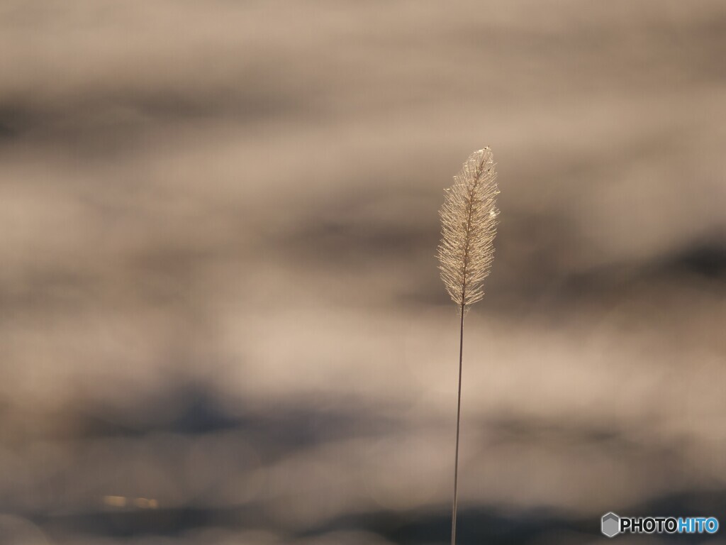 狗尾草
