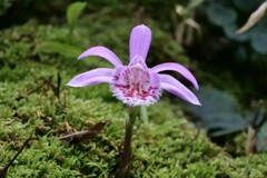 高山植物館の花