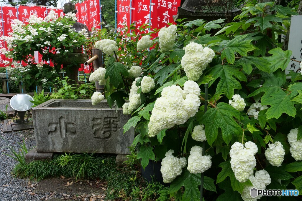 紫陽花