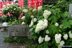 紫陽花