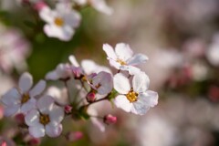 桜のような雪柳