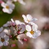 桜のような雪柳