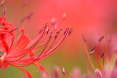 彼岸花のささやき　