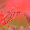 彼岸花のささやき　
