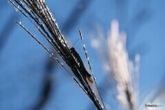 人知れず生きる　