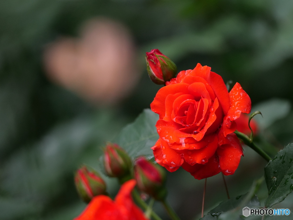 赤い薔薇
