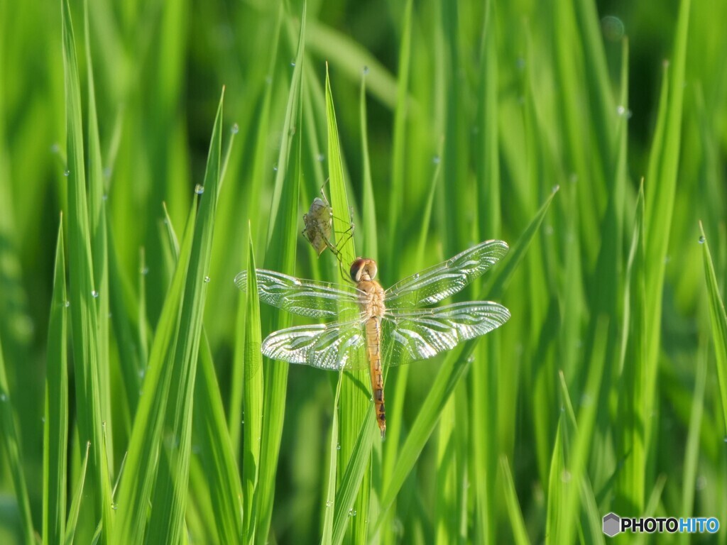 今日がデビューです