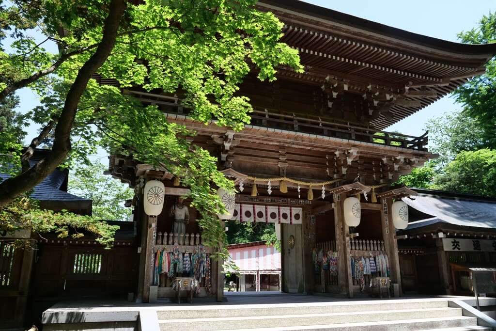 神社に青モミジ