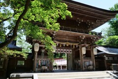 神社に青モミジ