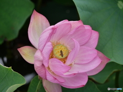 蓮の花 ２