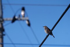 電線にツグミン