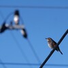 電線にツグミン