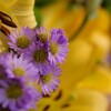 ちいさくても華