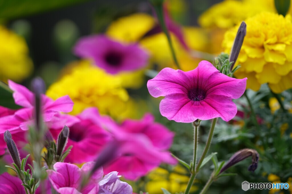 明るく陽気に、いきましょう。