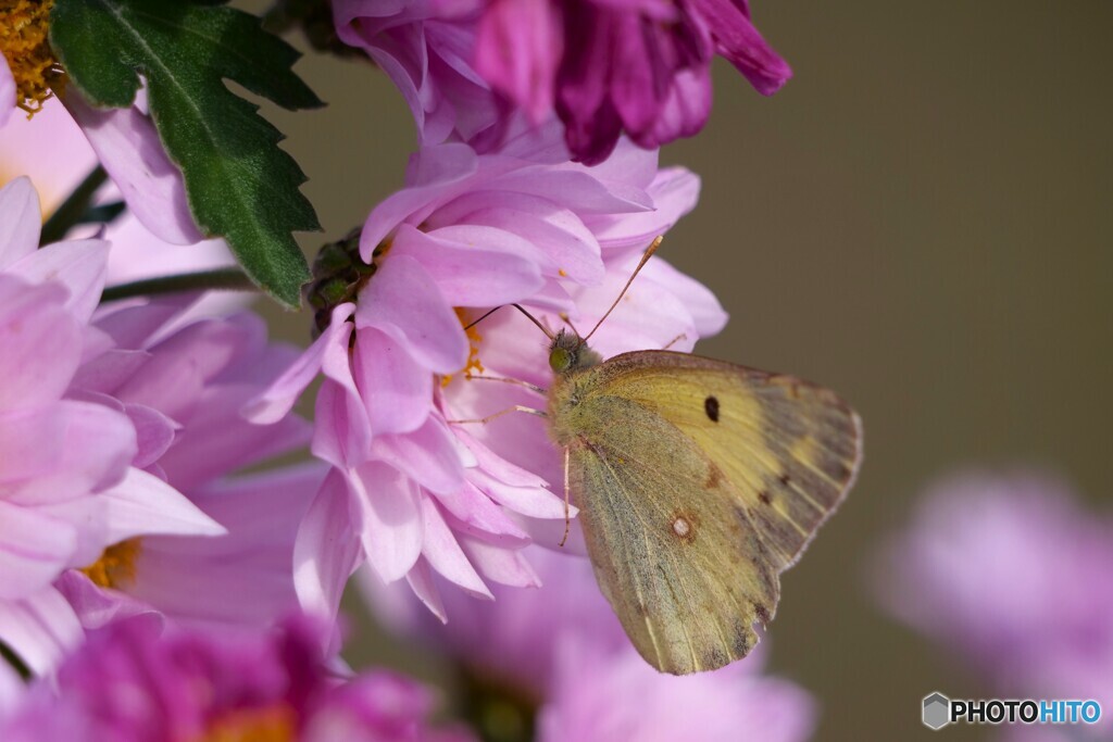 やめられない、とまらない
