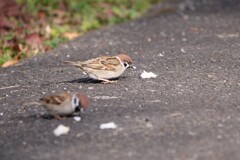 公園の鳥たち 3