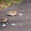 公園の鳥たち 3