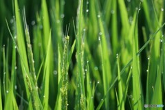 美しき稲の穂波の朝日かな