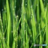 美しき稲の穂波の朝日かな