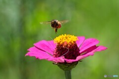 花とミツバチ