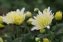 菊花展にて