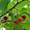 小さなサクランボ  河津桜