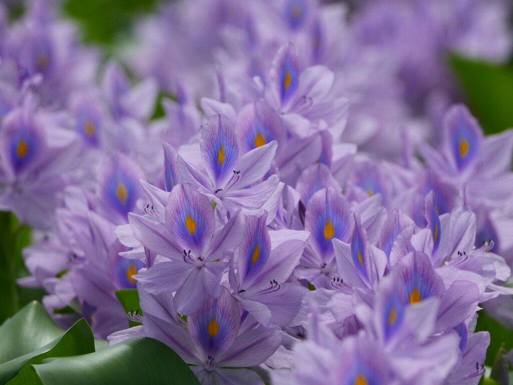 涼しそうなホテイアオイ