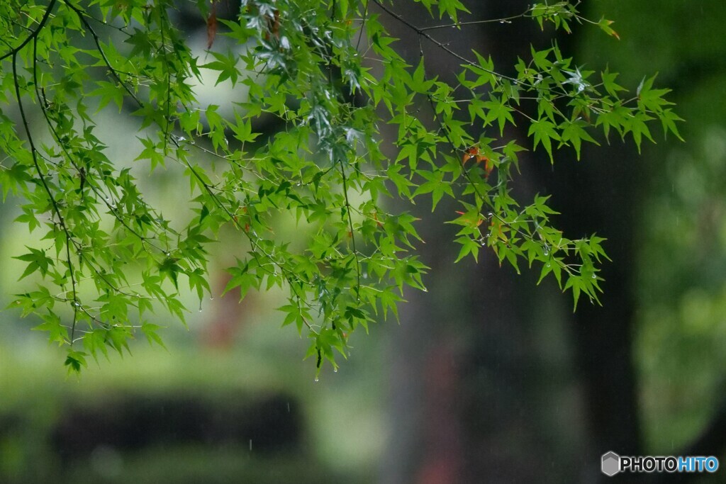 雨に濡れながら