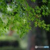 雨に濡れながら