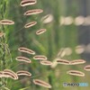 飛び出すエノコロ