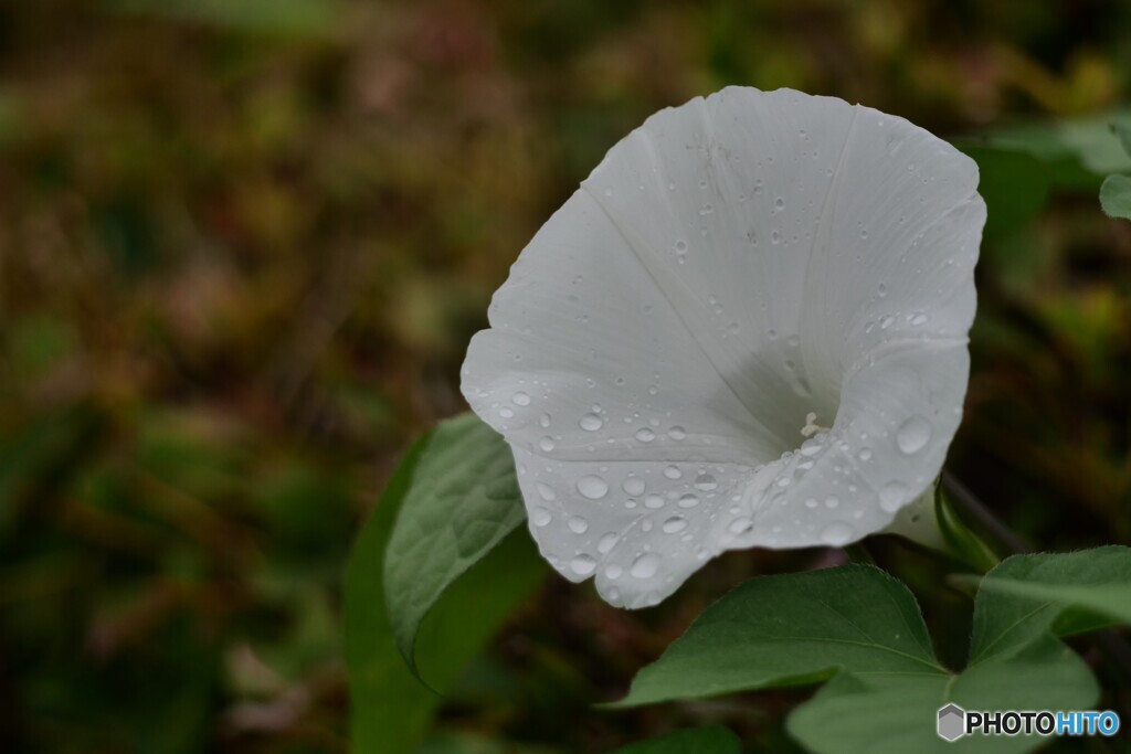白い花