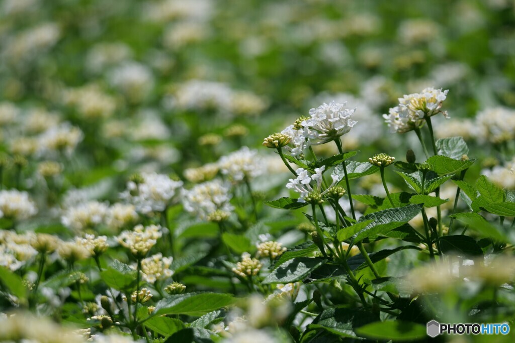 夏を謳歌してます