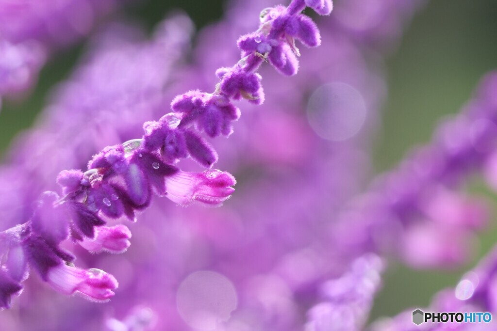 Purple Rain