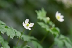 高山植物館の花