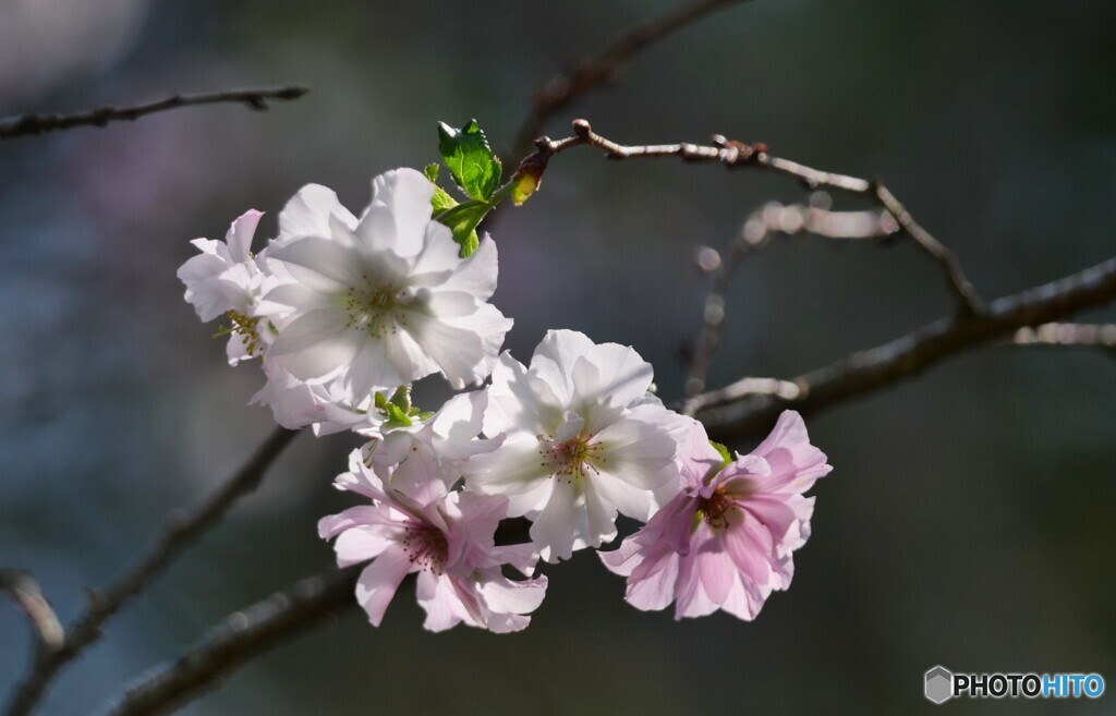 秋桜の代わり