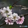 秋桜の代わり