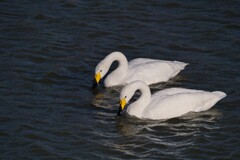 白鳥と真冬の川