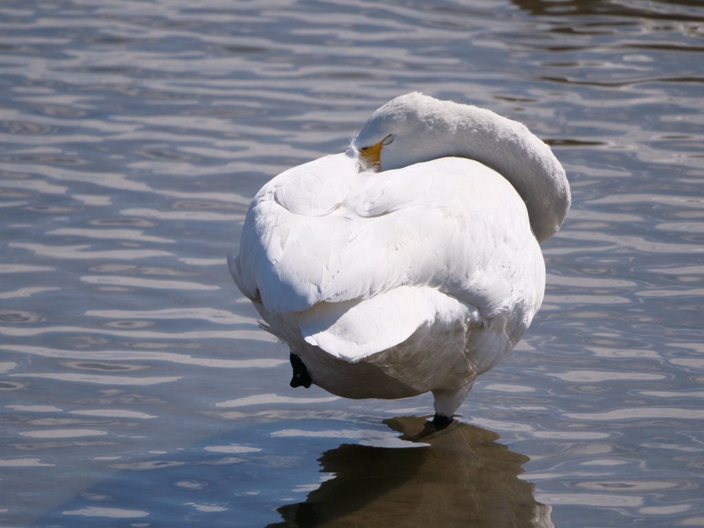 今日はお休みです