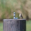 ねぇ　お水だして