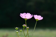 秋桜