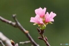 秋に咲く桜