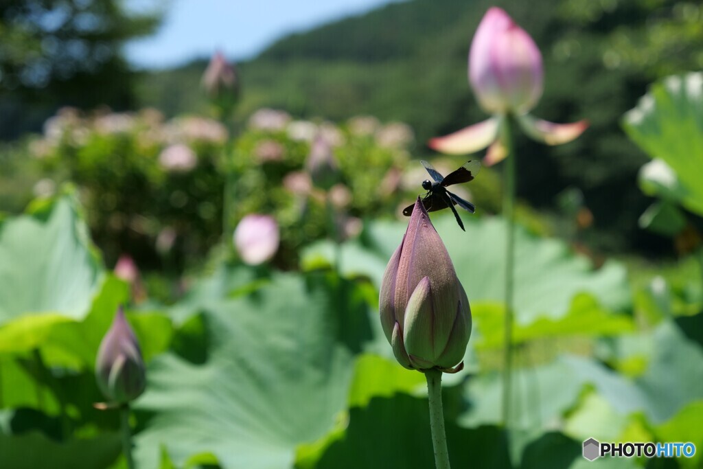 夏の風とともに