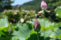 夏の風とともに