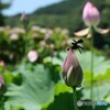 夏の風とともに