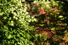 冬の秋模様 1　
