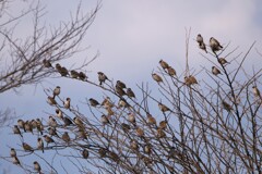 枯れ木に花を咲かせましょう