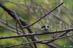 顔が写らなくたっていいじゃないか　鳥さんだもの　