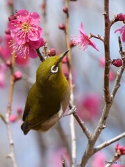 梅の花が大好物！