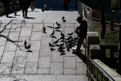鳩と老人
